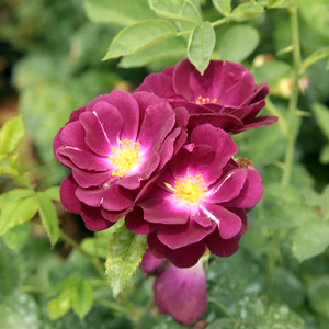 Violet - trandafir pentru straturi Floribunda